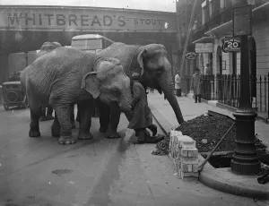 Unwieldly travellers ! Elephants arrive at Waterloo. Waterloo Station had rather
