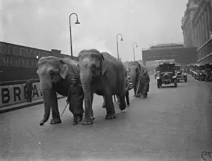 Unwieldly travellers ! Waterloo Station had rather a shock when four elephants arrived