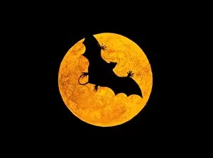 Images Dated 25th September 2015: VAMPIRE - Model of vampire bat, flying in front of the Moon