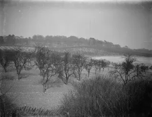 Hill Prints: A view of the orchards covering the hillside at Lullingstone Park, Kent. 1938