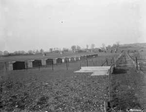 A view of the pigs breeding houses at Tripes Farm, Orpington, Kent. 1936
