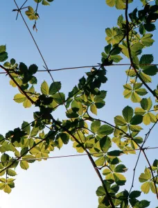 Leaves Prints: Vines - Italy ?2006 Charles Walker / TopFoto