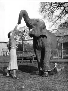 Visitors to Maidstone Zoo Park, Kent, England, are now seeing as an extra privilege