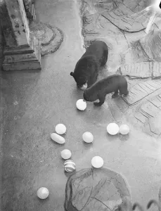 Playing Prints: Waiting for the bang!. Lumbering delightedly in pursuit of the elusive spheres
