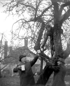 Wassailing at Cullompton, Devon. Mr Henry Blackmore, Batts Farm, Uffculm near Cullompton