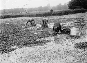 Harvest Collection: Watercress beds in Farningham. 1935