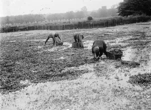 Baskets Prints: Watercress beds in Farningham. 1935