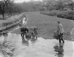 Watercress beds in Horton Kirby. 1935
