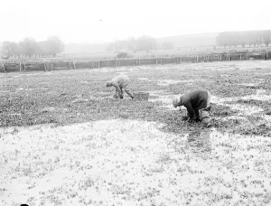 Cultivation Prints: Watercress growing. 1939