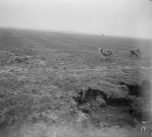 The Waterloo Cup at Altcar. Nearing the quarry, a striking Waterloo Cup snapshort