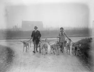 Waterloo Cup aspirants owned and trained by a lady. Miss Ruth Fawcett owner