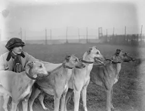 Dogs Collection: Waterloo Cup aspirants owned and trained by a lady. Miss Ruth Fawcett owner