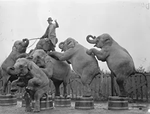 Weighty pyramid - Circus rehearses for summer tour at Ascot In winter quarters