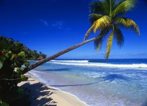West Indies. Antigua. Beach scene, with palm tree. This is number three of a series