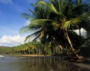West Indies Grenada La Sagesse