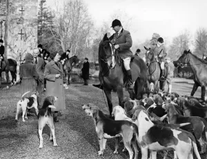 Foxhounds Prints: The West Kent Hunt met in the grounds of Hever Castle Near Edenbridge Kent
