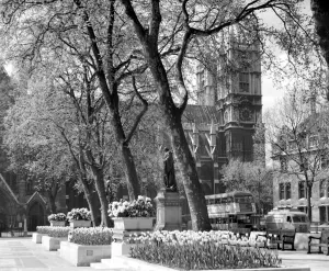 1950s 50s Fifties Prints: Westminster Abbey from Parliament Square, Westminster, London, England, UK