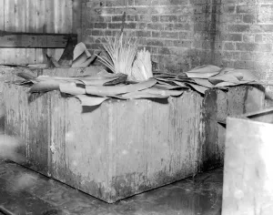 Whalebone cutting - A Leyton industry. Soaking it in cold water to cleanse it. 1923