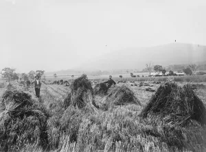 Wheat farm, Killarney Railway, Queensland. 23 March 1923