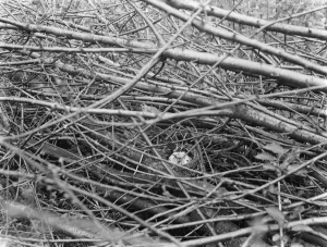 White blackbird sitting on its eggs in Westerham, Kent. 1937