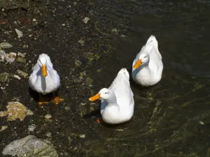 Three white ducks at waters edge. Selimiye, on the southern coast of Anatolia, Turkey Three white ducks at waters edge. Selimiye, on the southern coast of Anatolia, Turkey
