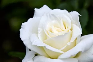 White Collection: White iceberg full blown rose in garden setting. credit: Marie-Louise Avery / thePictureKitchen