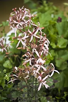 White nemesia and delicate, pink, ivy leafed trailing pelargonium. in container