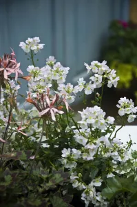 Gardens Prints: White nemesia and delicate, pink, ivy leafed trailing pelargonium. in container