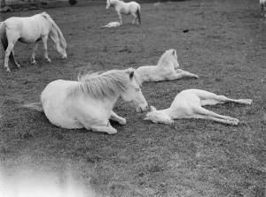 Grey Prints: White ponies. Mares relaxing in a field with their foals. 1935