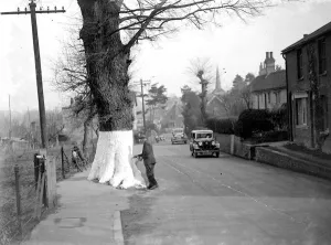 Whitewashing the tree trunks on the roadside for safety in Eynsford, Kent. 1934