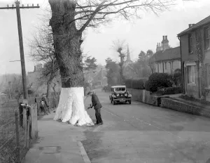Whitewashing the tree trunks on the roadside for safety in Eynsford, Kent. 1934