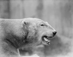 Animal Prints: Widower Sam weds again at the Zoo. Young bride enters his residence for first time