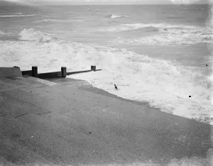 Duck Prints: Wild ducks on New Romney beach in Kent. 1939