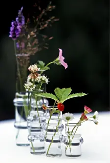 Daisies Prints: Wildflowers in glass vases credit: Marie-Louise Avery / thePictureKitchen / TopFoto