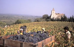 Cultivation Prints: Wine harvest in a vineyard using foreign labour in the village of St-Guiraud, Herault