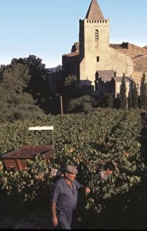 Agriculture Collection: The wine harvest in a vineyard in the village of St-Guiraud, Herault, Midi, South