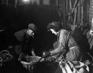 Farming Prints: Winter work indoors. Sorting Majestic seed potatoes - a job for the snowy weather