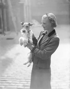 The Wire Fox Terrier Associations Champion Show is taking place at the Drill Hall