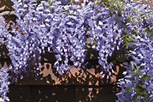 Gardens Collection: Wisteria on tiled wall of Kentish house UK credit: Marie-Louise Avery / thePictureKitchen