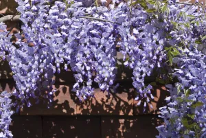 Gardens Prints: Wisteria on tiled wall of Kentish house UK credit: Marie-Louise Avery / thePictureKitchen