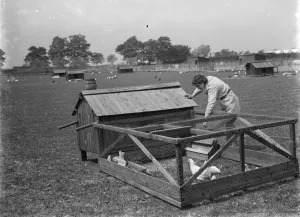 Chickens Prints: A woman farm worker tending to the chickens. Poultry run. 1935