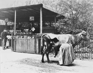 Cheers! Vintage Food And Drink Prints: A woman milks a cow into a bottle for a drink at an early milk bar which was also a sweet stall