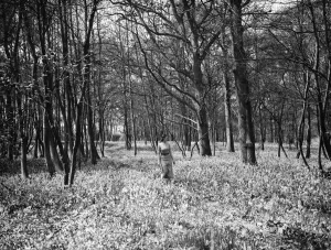 Wood Prints: A woman poses with the bluebells in Chislehurst Woods, Kent. 1935