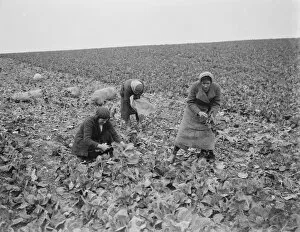Vegetables Collection: Women cutting spring cabbages in Birchwood, Kent. 1939