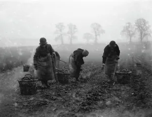 Agricultural Prints: Women field workers. 1934