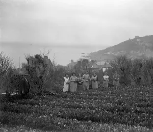 Baskets Prints: Women in the flower fields, cutting the flowers ( narcissi and daffodils ) for
