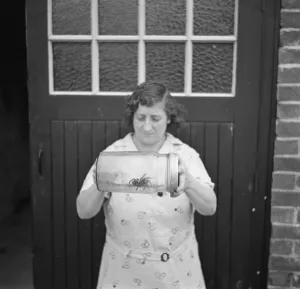 Apron Prints: A women holds a deadly tarantula in a jar. 1936