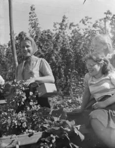 Women hop pickers in Beltring, Kent. Each worker has a gas mask over their shoulder