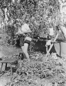 Women hop pickers in Beltring, Kent. Each worker has a gas mask over their shoulder