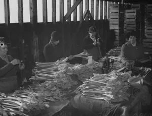 Stalks Prints: Women packing the forced rhubarb at Dartford, Kent. 13 February 1938